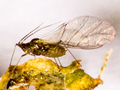 Dysaphis gallica